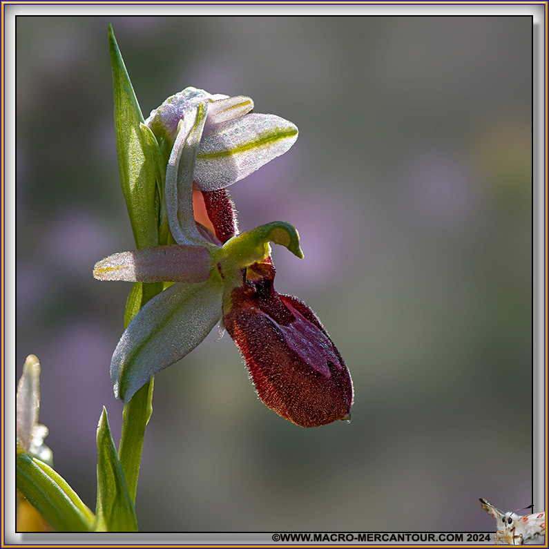 Ophrys Aurelia